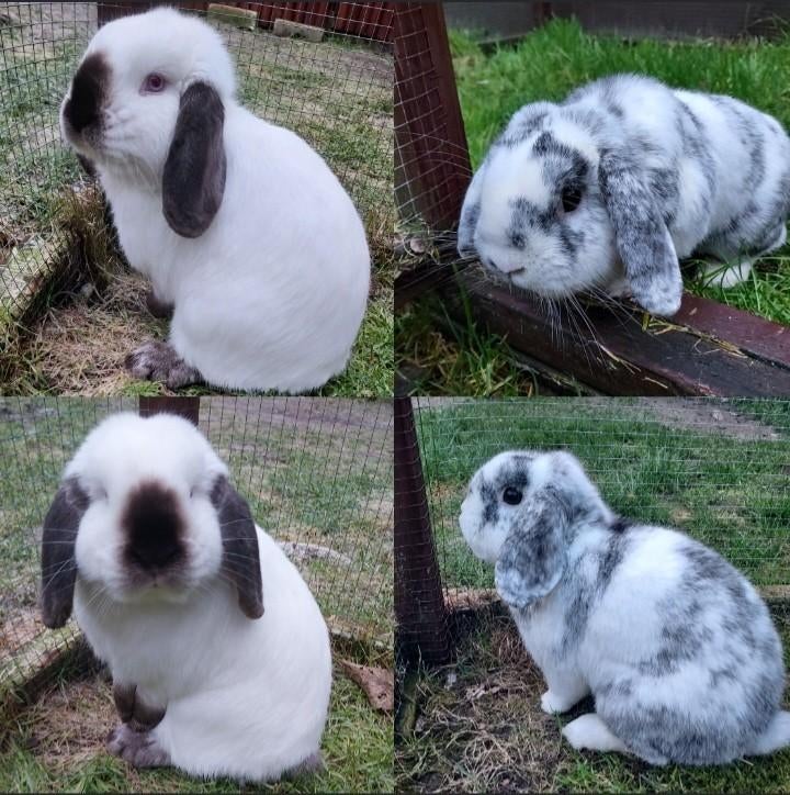 Lieve gecastreerde rammen, Mannelijk, Dwerg, Hangoor