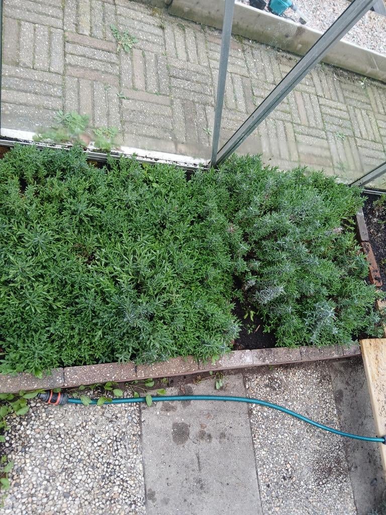 Lavendel 1€ per stekje, Tuin en Terras, Planten | Struiken en Hagen, Ophalen, Vlinderstruik, Struik, Minder dan 100 cm