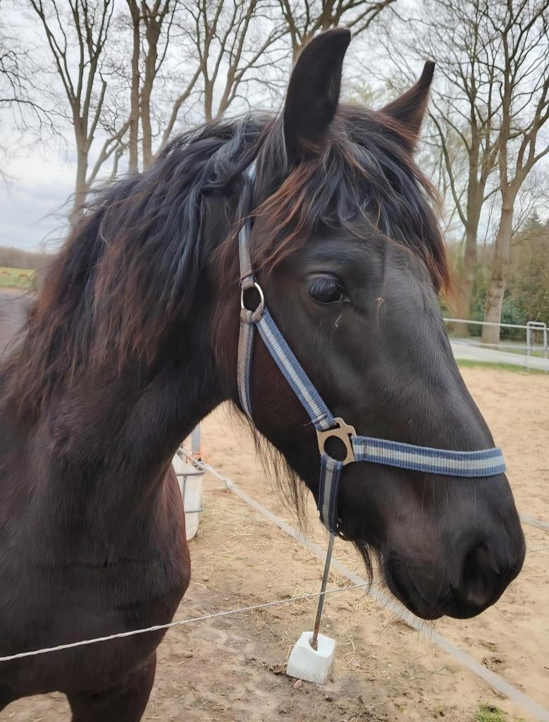 Friese, Appaloosa en American Paint Horse Jaarlingen Merries, Dieren en Toebehoren, Merrie, Met stamboom, 0 tot 2 jaar, 160 tot 165 cm