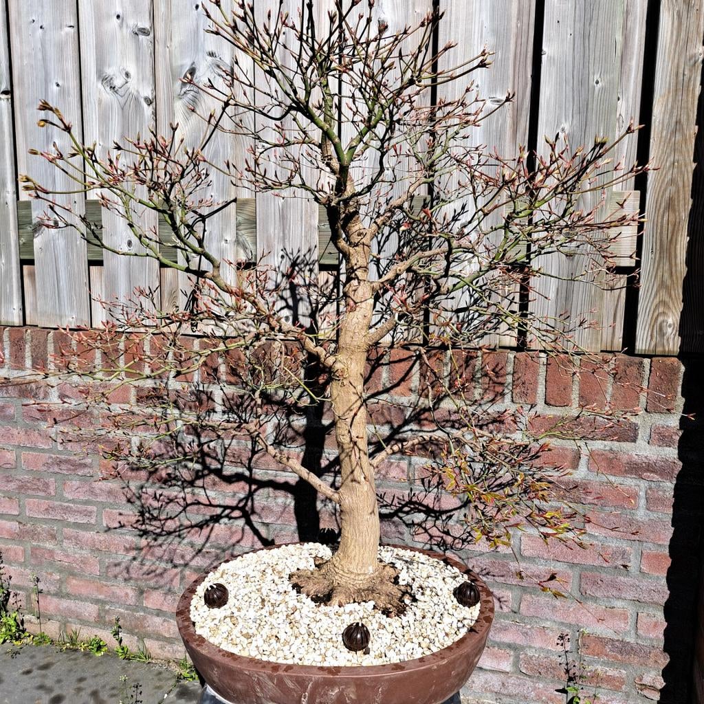 Prachtige Acer palmatum bonsai te koop., Ophalen, Bloeit niet, Halfschaduw, Overige soorten