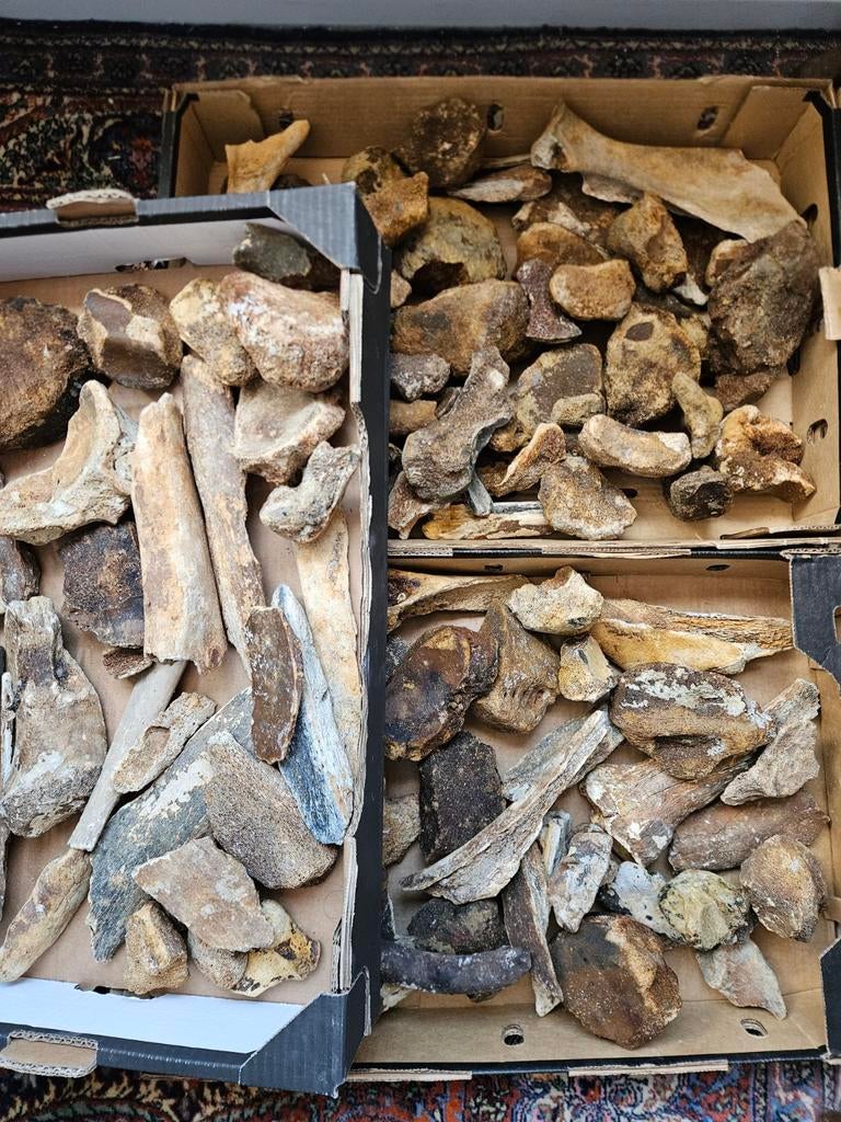 22KG ijstijd-botten / fossielen, mammoet, Pleistoceen, Ophalen of Verzenden