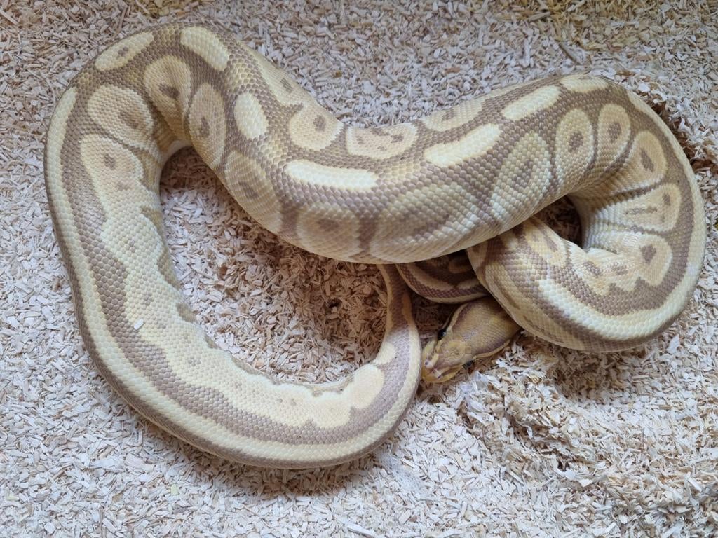 0.1 banana black pastel od special 66% clown koningspython Ball Python - female for sale from Rocking Reptiles