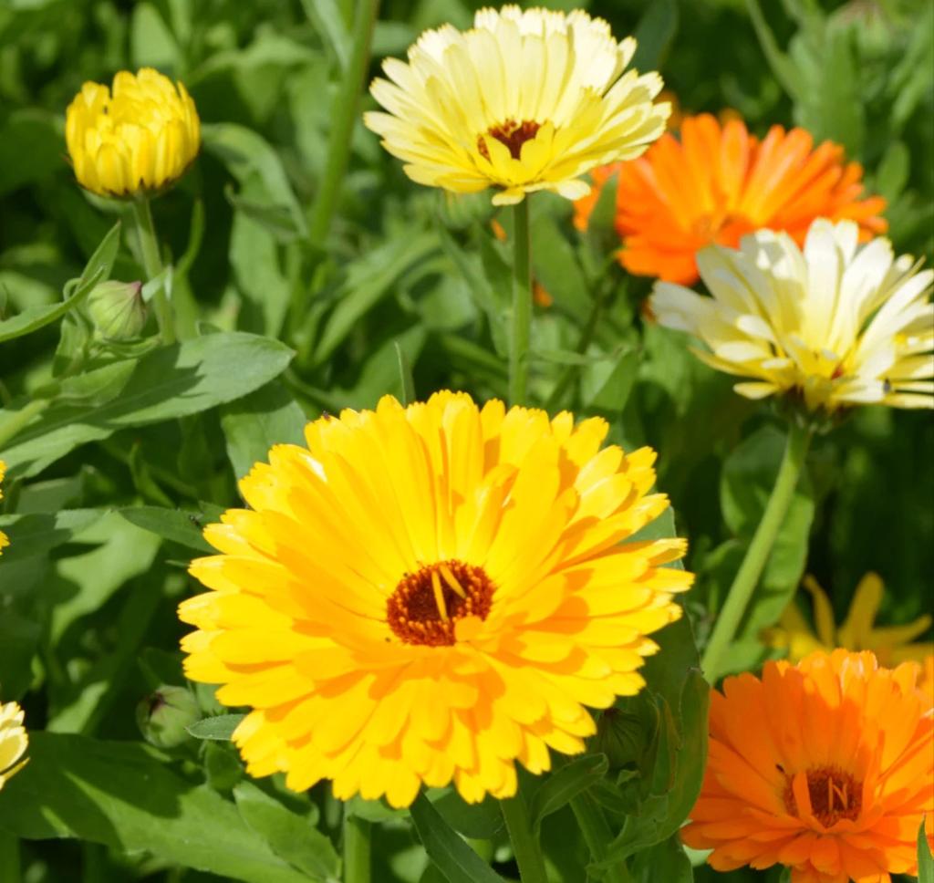 Mix Goudsbloem (200 zaden) Calendula Biologische zaden, Ophalen of Verzenden, Volle zon, Zaad