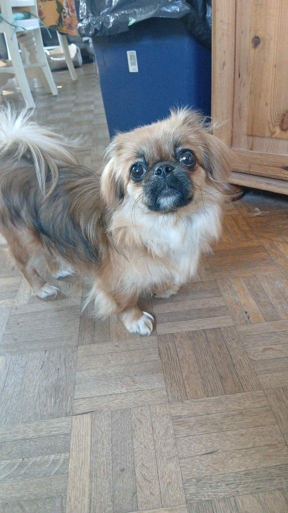 prachtig pekineesje teefje, Parvo, 15 weken tot 1 jaar, Teef, Eén hond