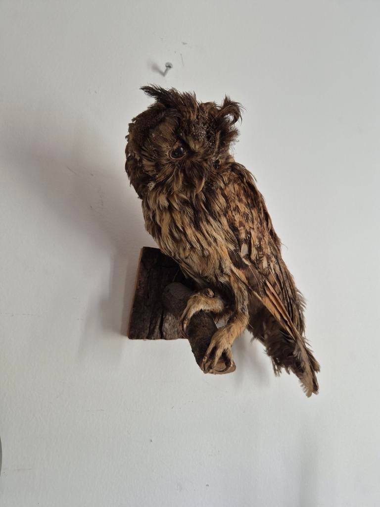 Taxidermie: Opgezette uil, Verzamelen, Dierenverzamelingen, Ophalen of Verzenden, Vogel, Opgezet dier
