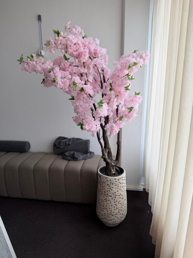 Mooie kunstbloesem boom in pot, Ophalen, Binnen, Roze, Nieuw