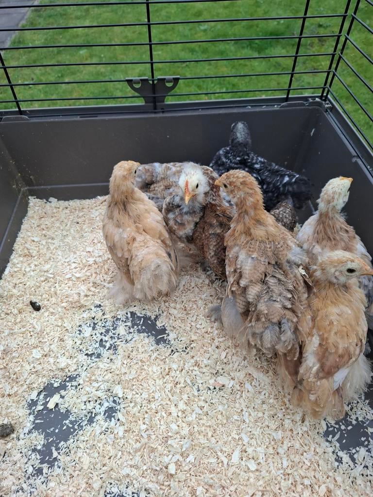 Mooie cochin kriel hennen  zijn gesekst, Dieren en Toebehoren, Pluimvee, Vrouwelijk, Kip