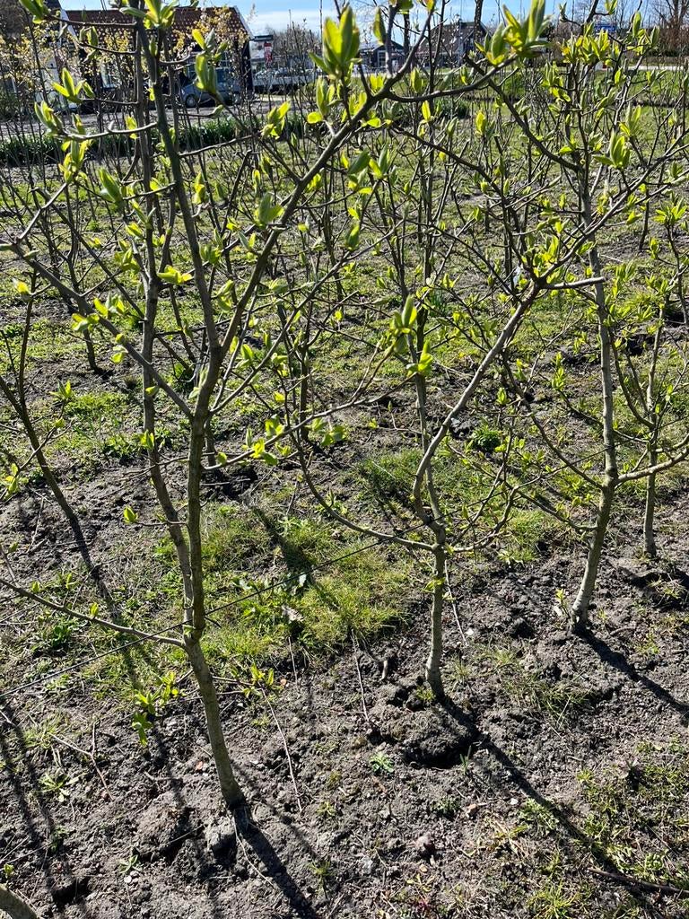 Mespilus ger. ‘Bredase reus’, Ophalen, Lente, Overige soorten, Halfschaduw