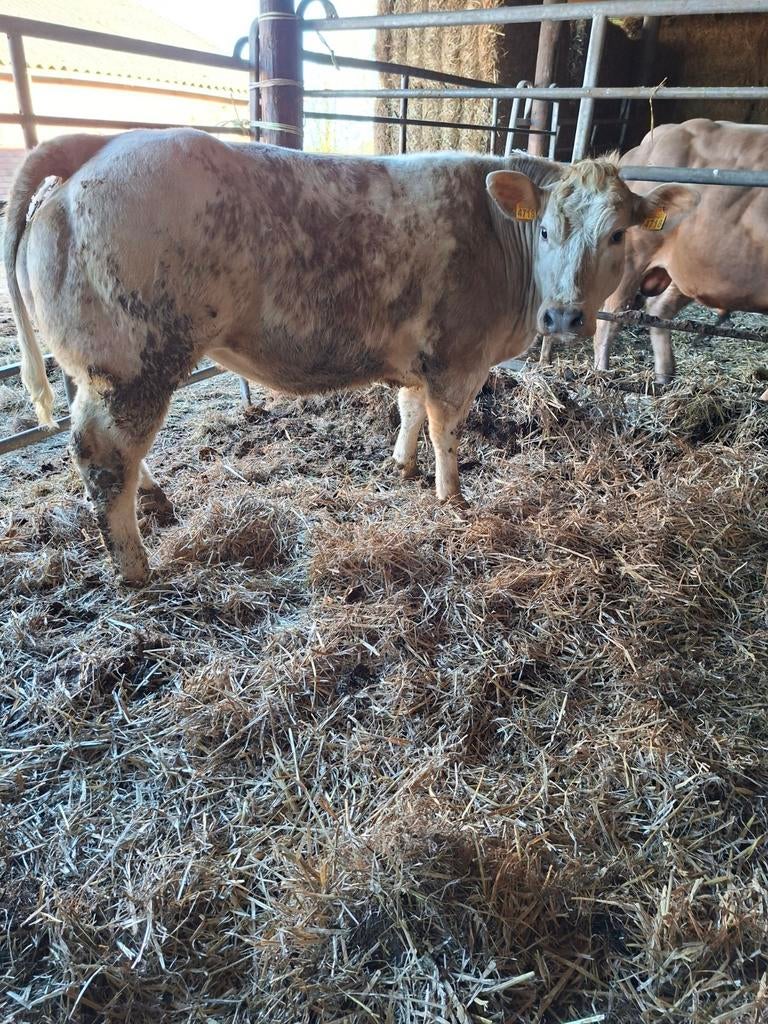 Dikbil vaars, Dieren en Toebehoren, Vrouwelijk