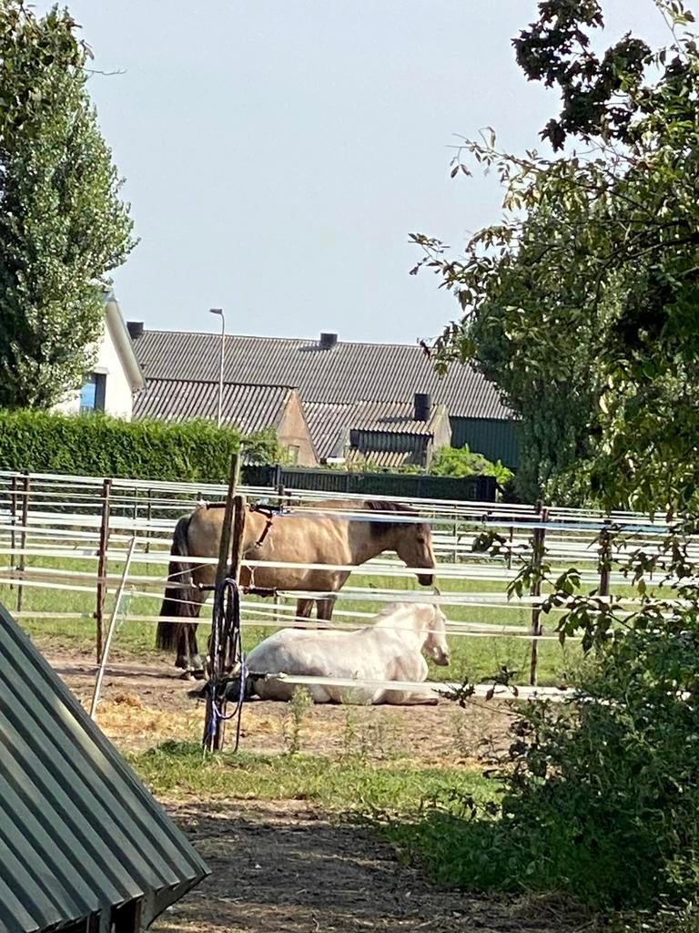 Stalling en weidegang, Weidegang, 4 paarden of pony's of meer