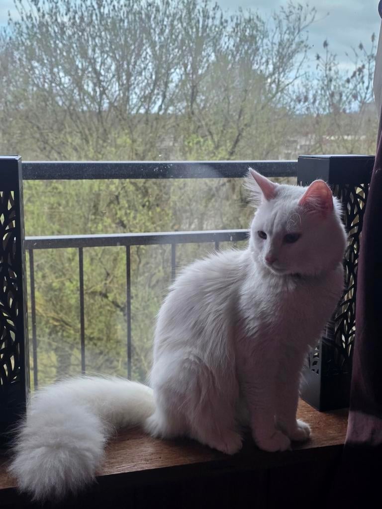 Witte niet geholpen kater, Dieren en Toebehoren, Kater, 0 tot 2 jaar