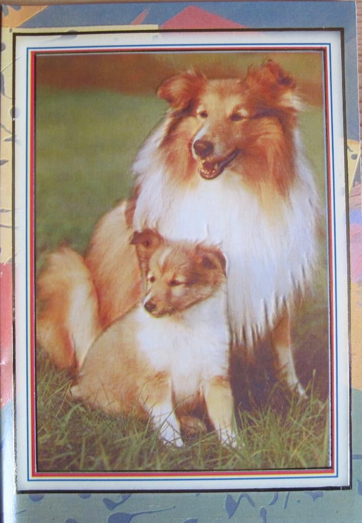 Nieuwe dubbele kaart met schotse collie en pup, Verzenden, 1980 tot heden, Ongelopen, Hond of Kat