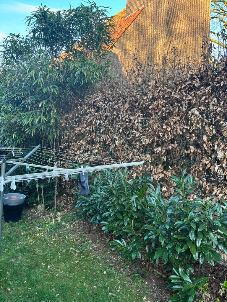 Verwijderen beuken haag, Diensten en Vakmensen, Tuinmannen en Stratenmakers, Garantie, Tuinonderhoud of Snoeiwerk