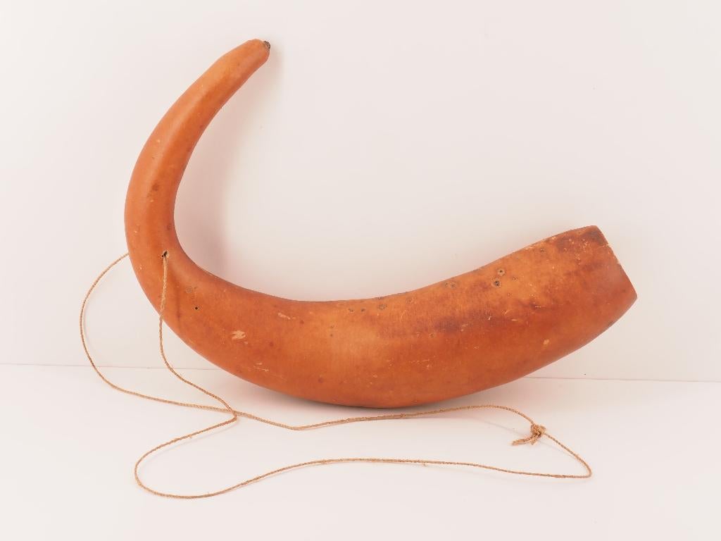 Gebogen Koteka (Peniskoker) Papua Nieuw Guinea (251212-05), Ophalen of Verzenden