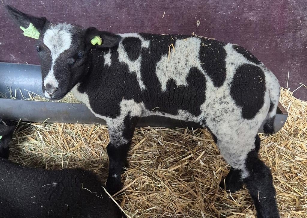 Bonte ram, Dieren en Toebehoren, Schapen, Geiten en Varkens, Mannelijk, Schaap, 0 tot 2 jaar