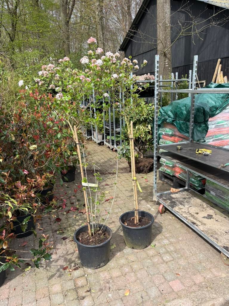 Viburnum burkw. Anne Russel gelderse roos op stam € 20 pst, Halfschaduw, Minder dan 100 cm, Zomer, Ophalen