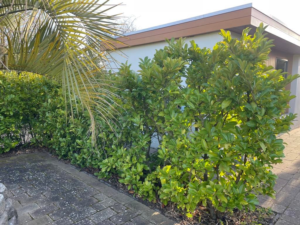 Laulier haag gratis, Ophalen of Verzenden, Beukenhaag, 100 tot 250 cm