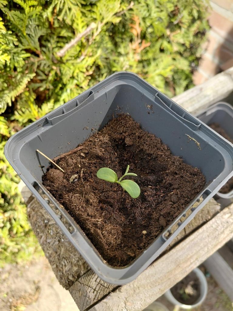 Kankerbos plantjes., Tuin en Terras, Ophalen, Minder dan 30 cm, Rond, Nieuw