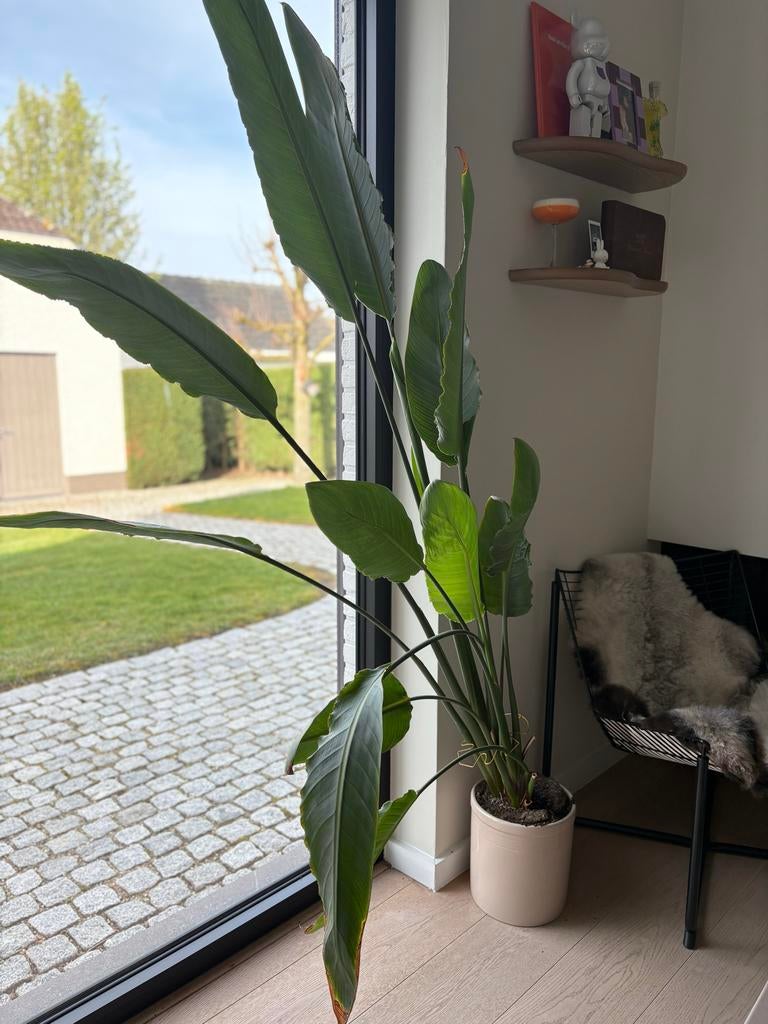 Monstera 170cm hoog met pot, Huis en Inrichting, Kamerplanten, Overige soorten, In pot, 150 tot 200 cm, Groene kamerplant
