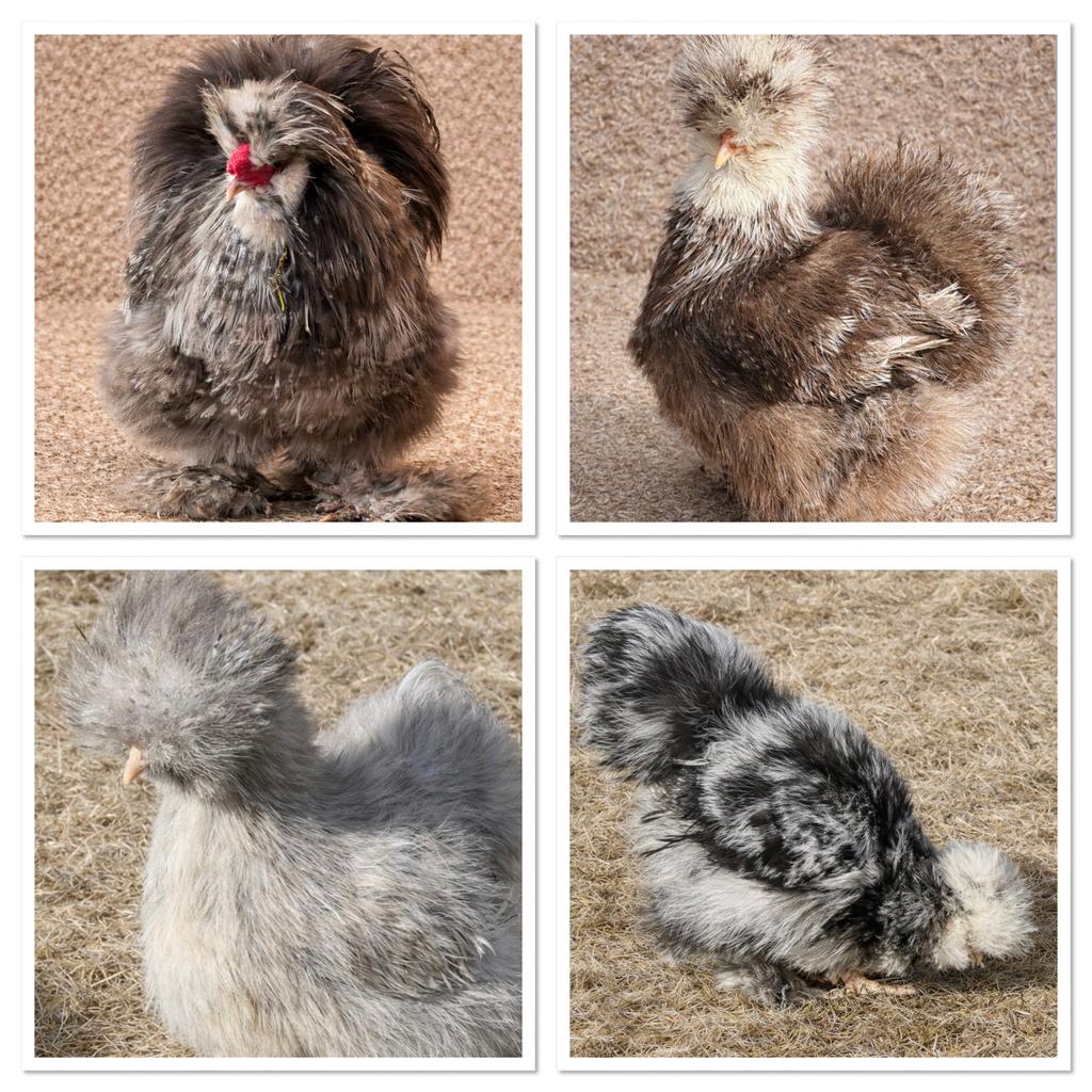 Usa zijdehoen mottled  broed 🥚 en 🐥 beschikbaar, Geslacht onbekend, Kip