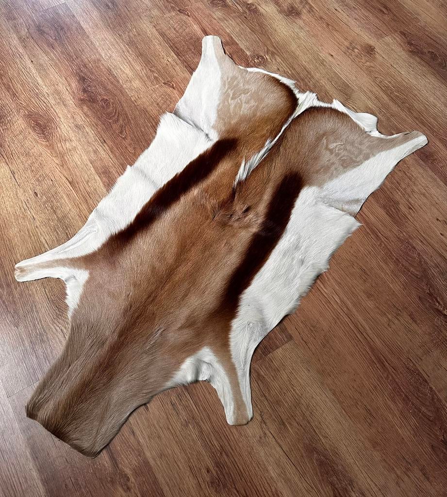 Springbok dierenhuid dierenvel, Ophalen, Gebruikt, 100 tot 150 cm, 50 tot 100 cm