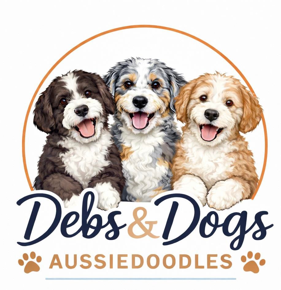 Labradoodle /aussidoodle pups, Parvo, België, Fokker | Hobbymatig, Overige rassen