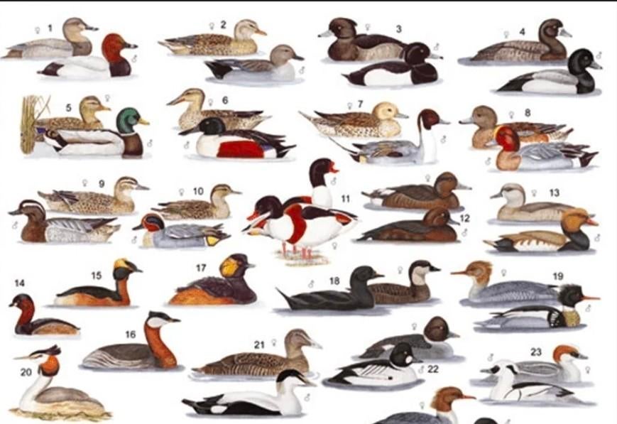 Gezocht siereenden, Kip