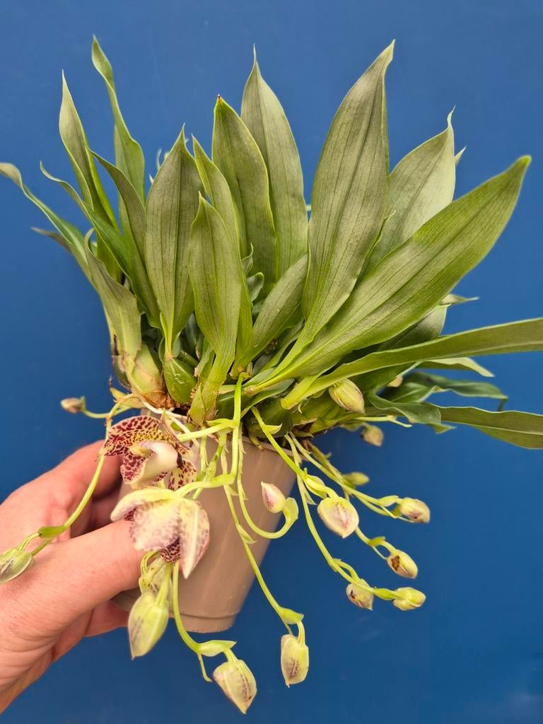 Orchidee Promenaea Sunlight p9 (14), Ophalen of Verzenden, Halfschaduw, Minder dan 100 cm