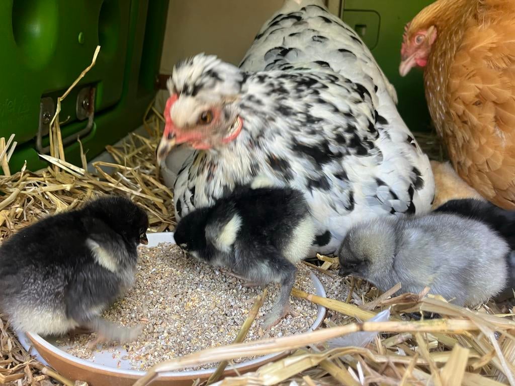 Bevruchte eieren, Geslacht onbekend, Kip