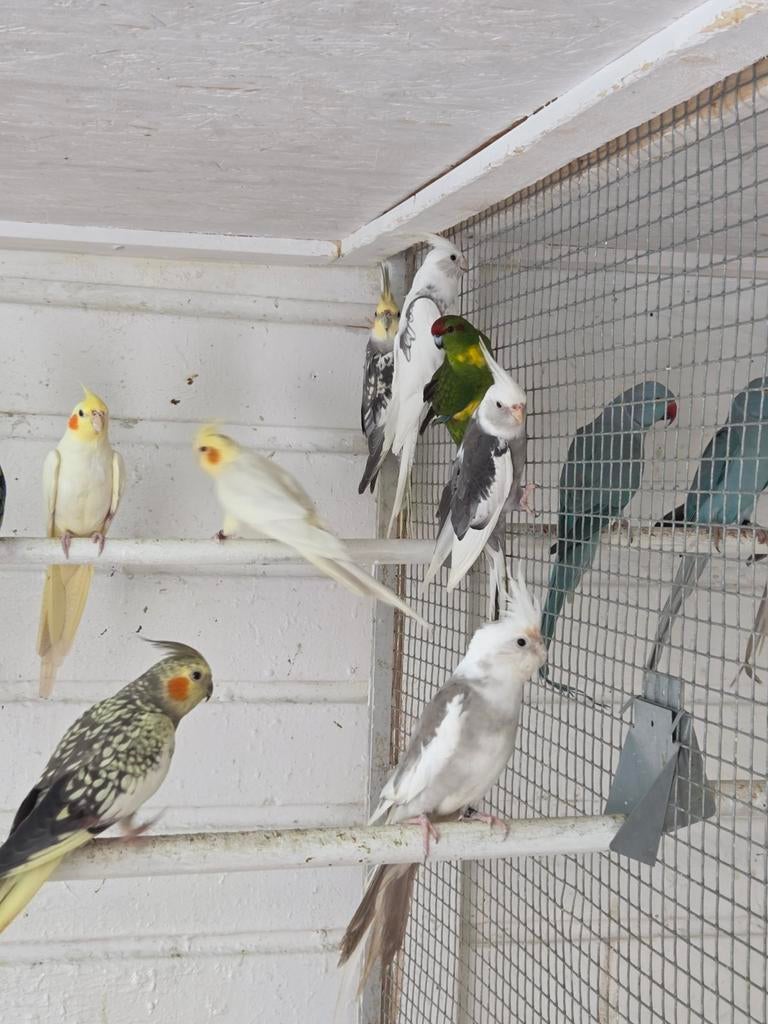 Mooie valkparkieten, Dieren en Toebehoren, Vogels | Parkieten en Papegaaien, Meerdere dieren, Parkiet