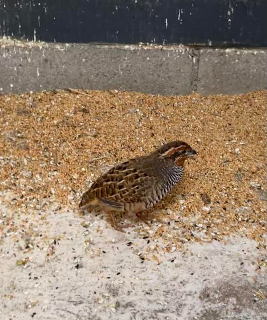 Jungle Bush kwartel haan, Dieren en Toebehoren, Mannelijk, Tropenvogel, Geringd