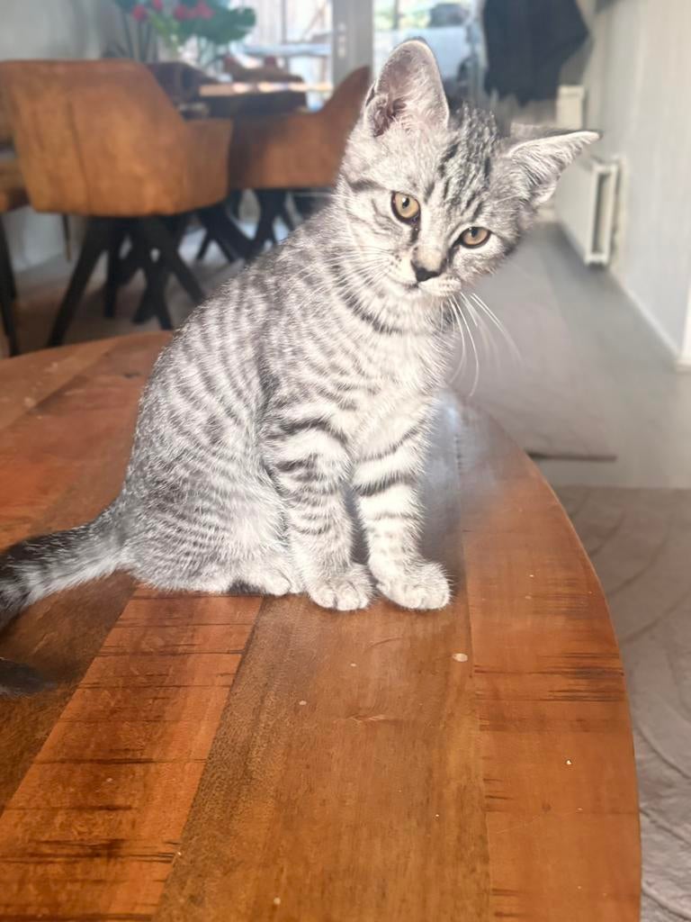 Wit grijs kitten (kater) te adopteren - “sneeuwtje”, Kater, Met stamboom, 0 tot 2 jaar