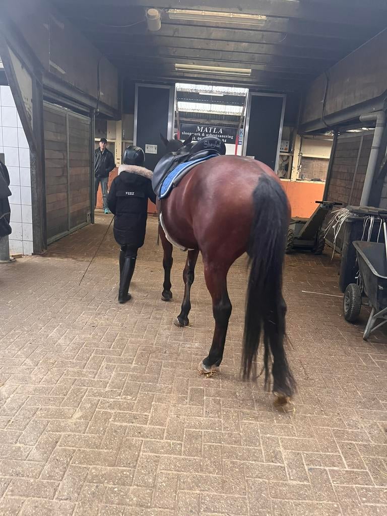 GEZOCHT: een verzorgpony voor beginners., Boeken, Ophalen of Verzenden