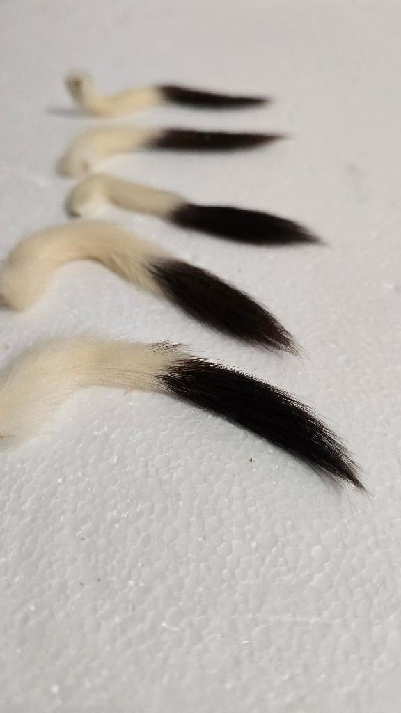 Hermelijn staartjes 5 stuks, Ophalen of Verzenden, Gebruikt, Wild dier, Overige typen