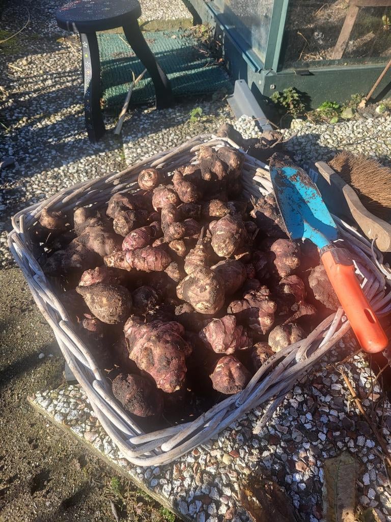 Biologische aardperen, Minder dan 3 m³, Ophalen of Verzenden