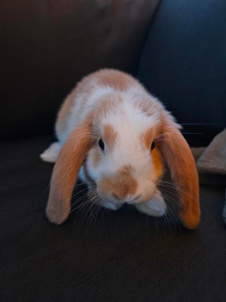 langoor konijn 2 jaar, Mannelijk