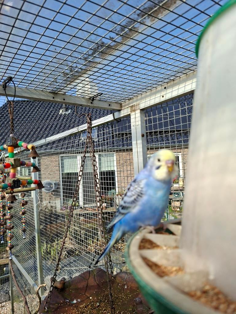 3 jonge Grasparkieten, Dieren en Toebehoren, Meerdere dieren, Parkiet