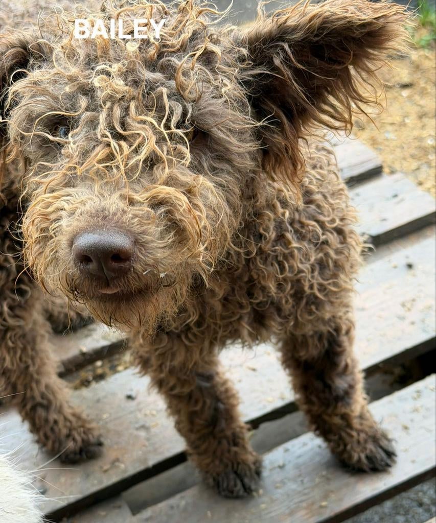 Bailey zoekt baasje, Dieren en Toebehoren, Particulier, 15 weken tot 1 jaar, Buitenland, Teef
