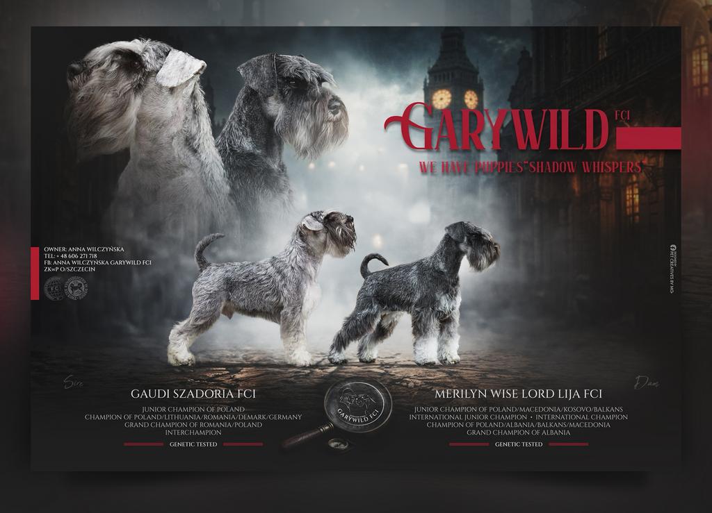 Dwergschnauzer  aangekondigd nest  Garywild FCI, Fokker | Hobbymatig, Overige rassen, 8 tot 15 weken, Buitenland