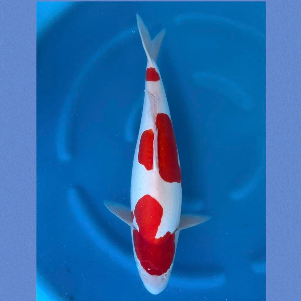 HQ Doitsu Kohahu,59cm Female, Karper of Koi