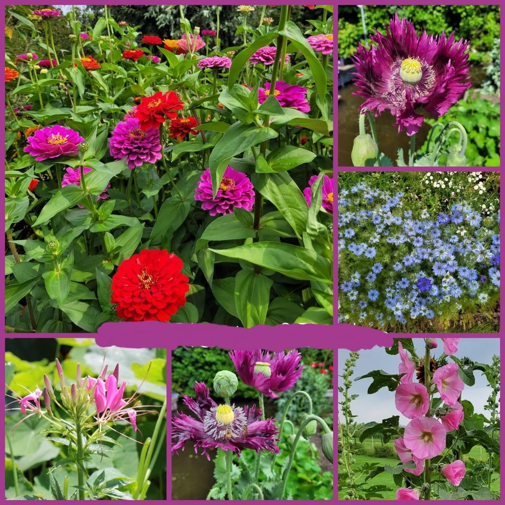 Bloemenzaden uit eigen tuin, Ophalen of Verzenden, Voorjaar, Volle zon, Zaad