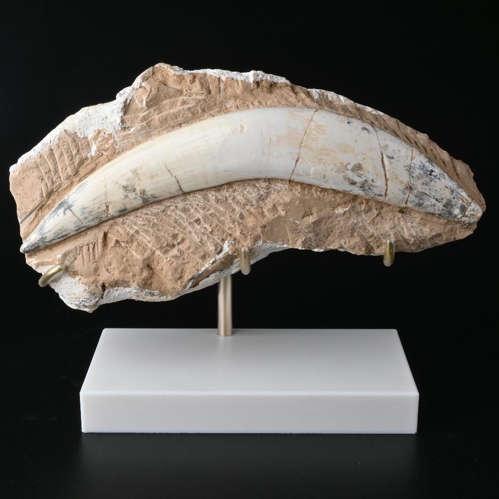 Sabeltandtijger Hoektand Fossiel incl. standaard op maat, Verzamelen, Ophalen of Verzenden, Fossiel