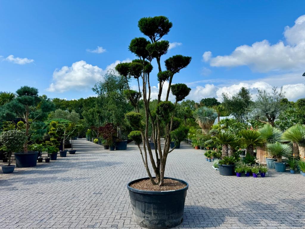Taxus media 'Hillii' pon pon / tuinbonsai te koop!, Bloeit niet, 250 tot 400 cm, Volle zon, In pot