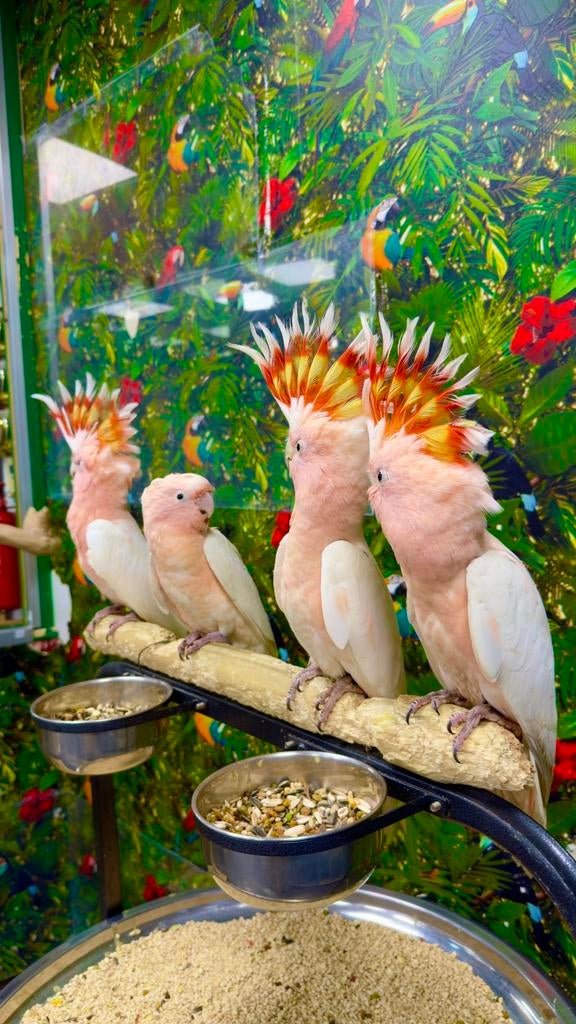 Tam inka kaketoe, Mannelijk, Papegaai, Pratend