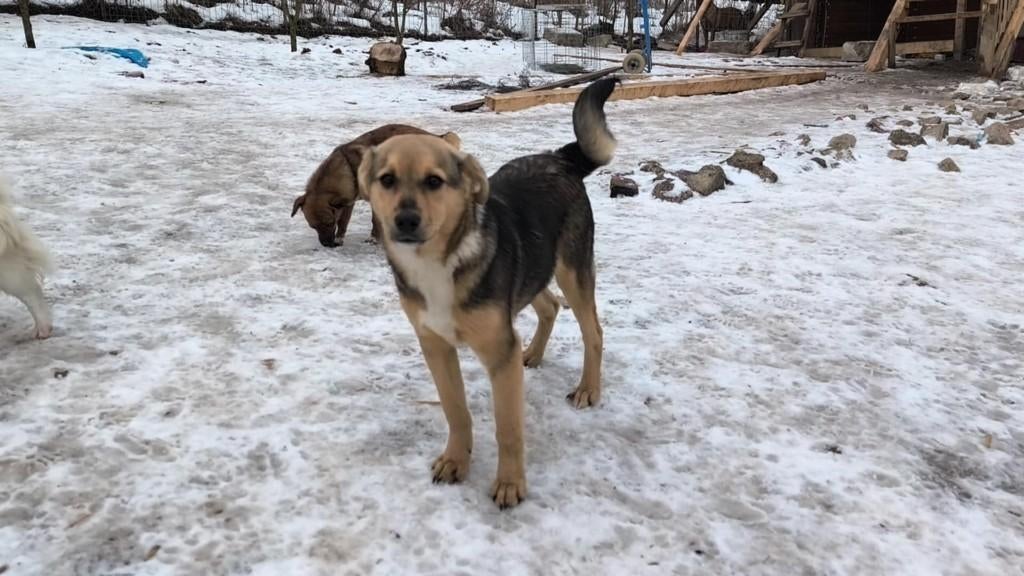Florin – Een vrolijke vriend voor een liefdevol gezin, Particulier, 15 weken tot 1 jaar, Reu, Buitenland