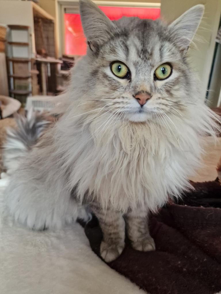 Een Siberische en een Neva Masquerade katers voor dekking., Kater, Met stamboom, 0 tot 2 jaar