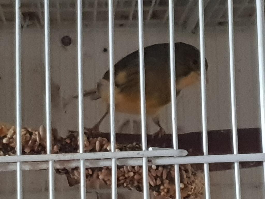 Te koop kanarie man goeie zanger, Dieren en Toebehoren, Mannelijk, Kleurkanarie