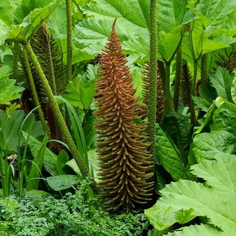 Gunnera manicata - Mammoetblad, Ophalen of Verzenden, Overige soorten, Halfschaduw