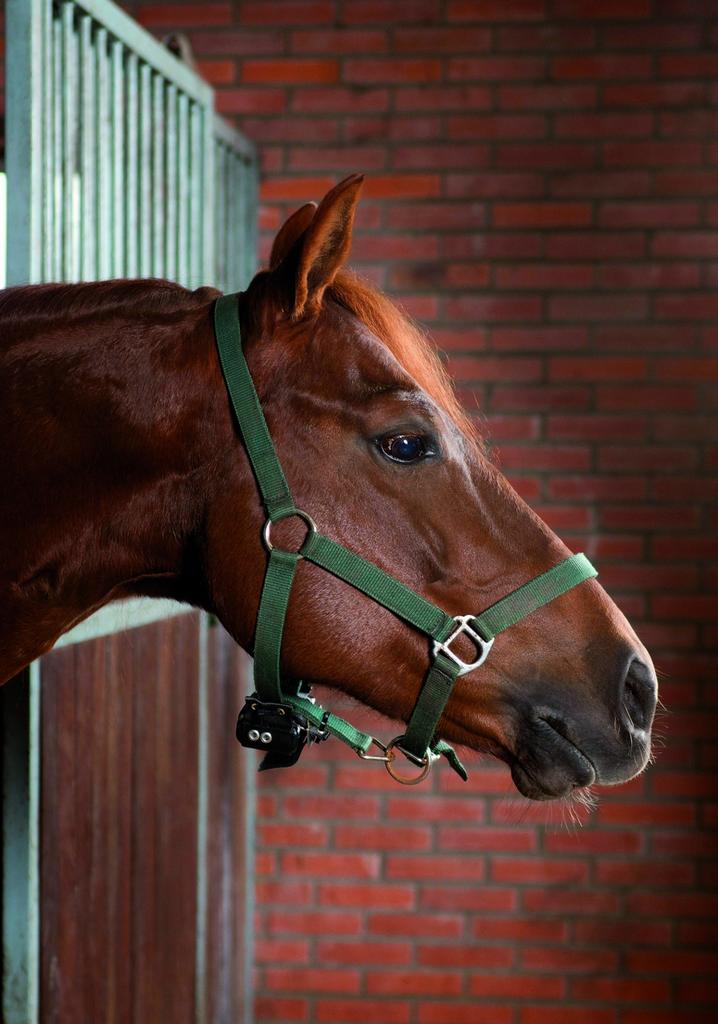 Birth Alarm te huur, Ophalen, Zo goed als nieuw, Dressuur