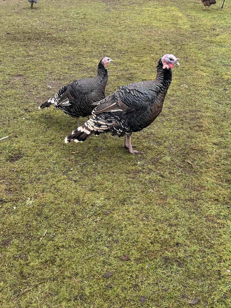 Koppel kalkoenen, Meerdere dieren, Kalkoen